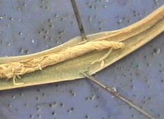 parúil